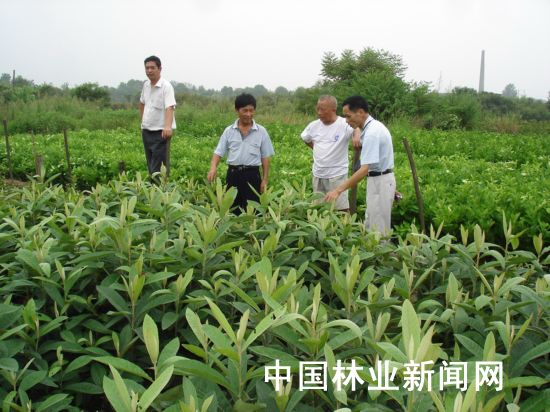 江西：安福种田人育树苗 已拥有林果苗床面积3200余亩