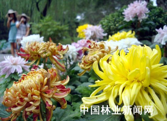 苏州拙政园秋菊飘香迎国庆 营造了祥和欢庆气氛
