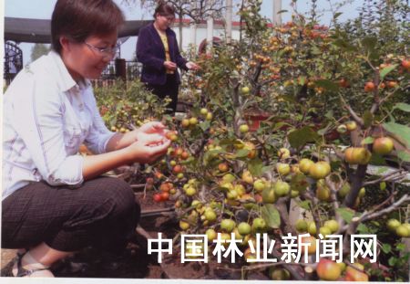 图为青龙山生态园员工正在检查运往北京的长寿果景观盆景质量