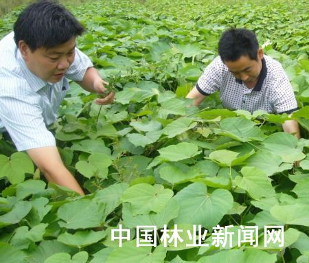 湖北：竹山加快能源林基地建设 预计可产壮苗12万株