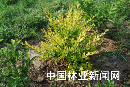 新品推荐：耐寒抗病的彩叶树种——金叶水蜡（图）