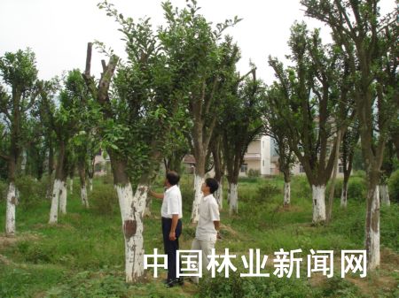 安福：“退养”柚树担当新角色 园林绿化的景观树