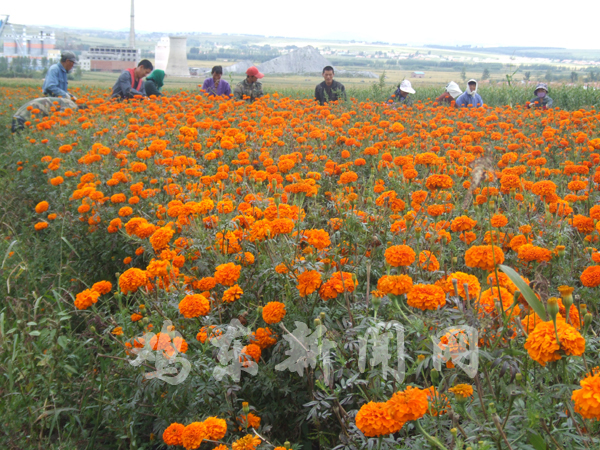 黑龙江：鸡东采用新技术种植万寿菊 花农增收1080万