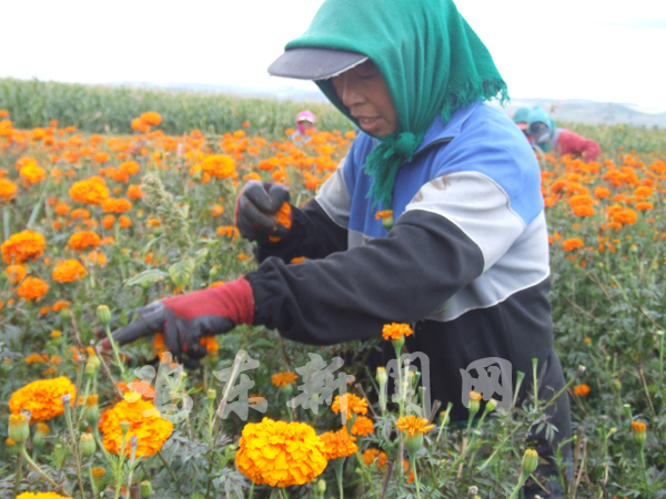 黑龙江：鸡东采用新技术种植万寿菊 花农增收1080万