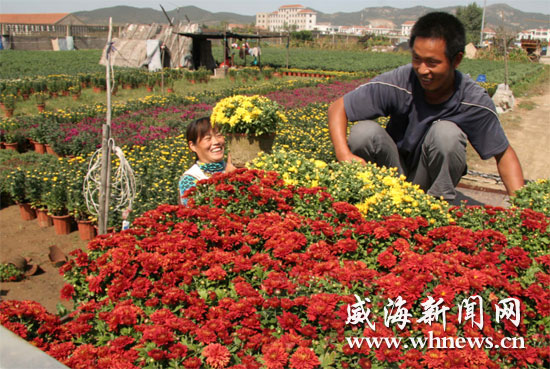 威海：国庆节临近鲜花市场销售火暴 国庆菊备受青睐