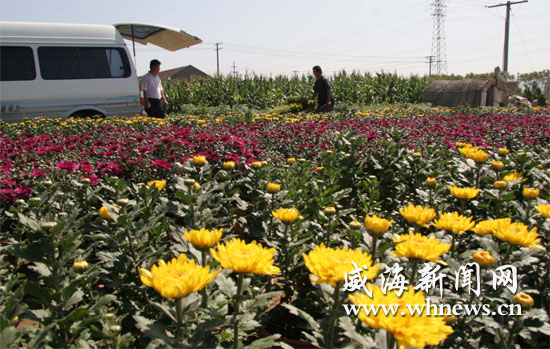 威海：国庆节临近鲜花市场销售火暴 国庆菊备受青睐