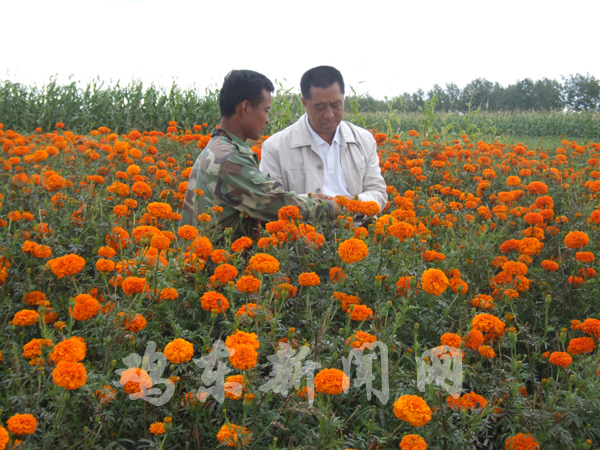 黑龙江：鸡东采用新技术种植万寿菊 花农增收1080万