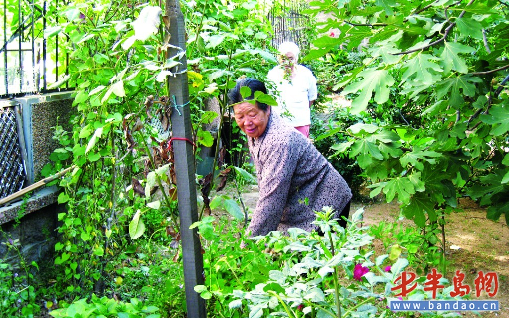 居民在主动清理菜园