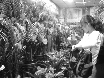 沈阳：国庆节八天长假鲜花易枯 花卉市场盆栽植物走俏