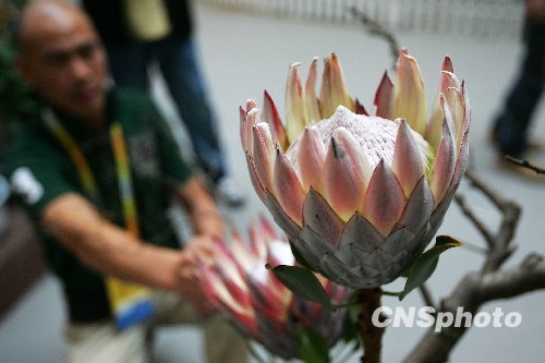 鲜花扮靓第七届中国花博会 庆建国六十周年（图）