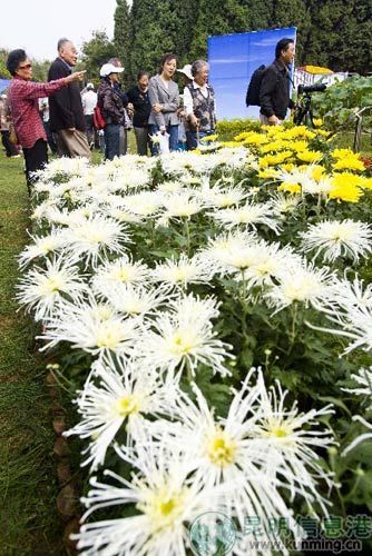 大观公园菊花展