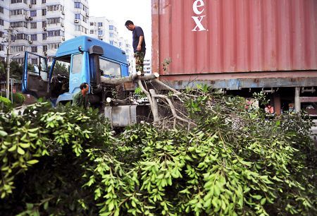 福州：集装箱半挂车“个太高”刮断树枝罚4000元（图）