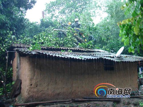 海南：“凯萨娜”影响大树倒民房压 白沙消防紧急除险