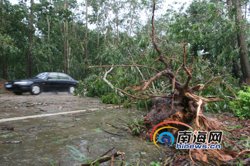 南海：305省道沿途道路两旁的绿化树 大量倒伏在路上