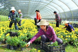 花农将草花装箱