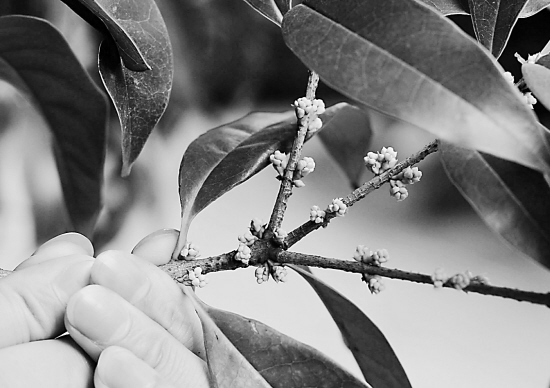 满陇桂雨中不少桂花含苞待放