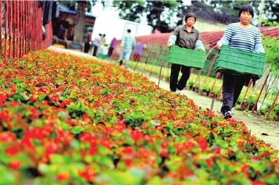 花圃基地随处可见工作人员忙碌的身影。