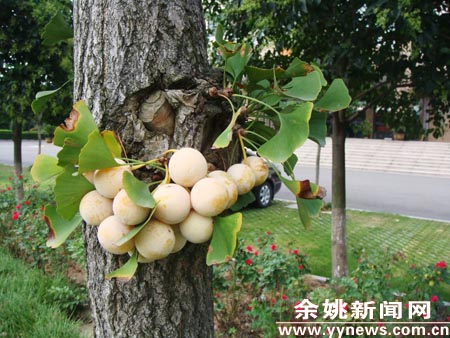余姚：绿化带中有棵奇银杏 树干中部结出10多颗白果