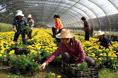 迎60周年大庆 延庆四海镇每天10万盆鲜花进京