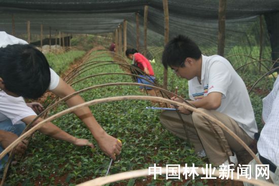 湖南：复合式育苗 油茶苗木质量满足造林需求（图）