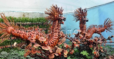 山东：灵芝造型“龙”盆景亮相青州