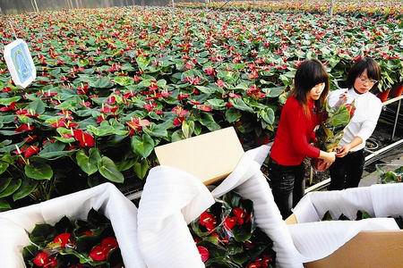 太原：龙城花卉南下 花卉市场提前火爆起来
