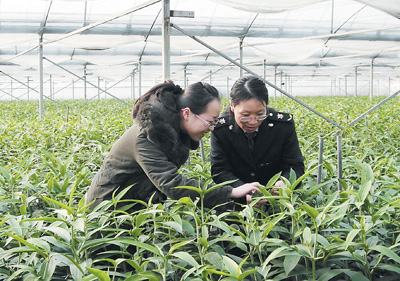 浙江自行种植的百合鲜切花经检疫合格后首次出口
