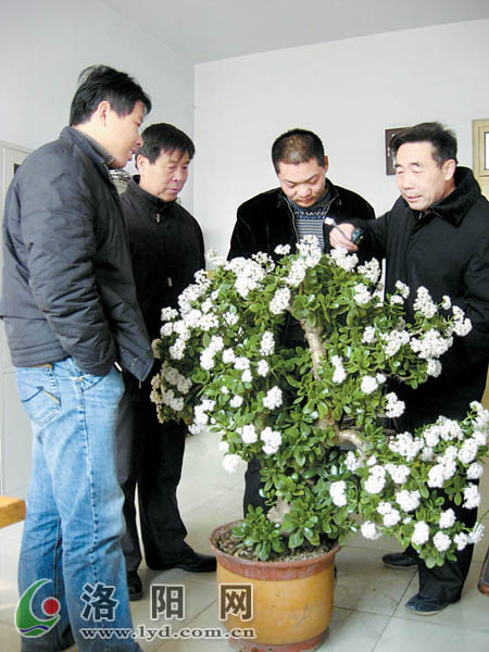 河南：一株玻璃翠开花200余朵 芬芳满枝煞是招人喜爱