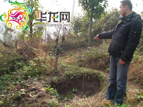 不少黄桷兰树因过分修枝已经枯死