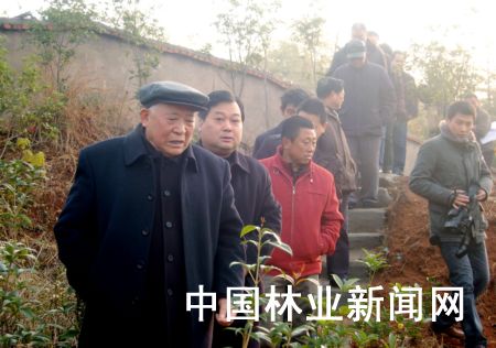 图为近日出席该市桂花专业研究会第四次会员代表大会的代表参观当地桂花园。