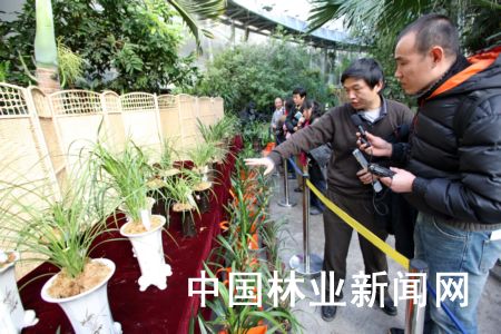 图为北京植物园副园长赵世伟（右二）介绍说，本次兰展拒绝天价兰花参展，价格更能被普通消费者接受。