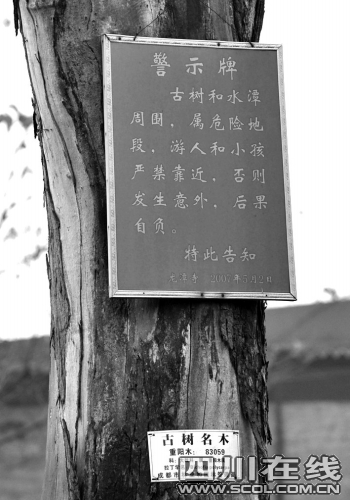 古树上挂起了警示牌
