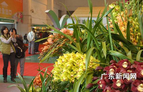 广州：“中国盆栽花卉交易会”百花争艳 