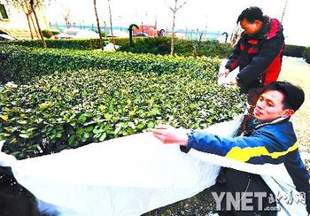 嘉莲苑小区物业人员对绿地进行保暖维护