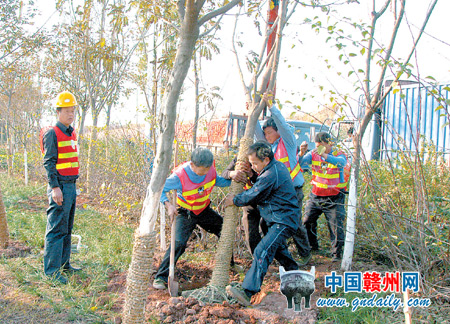 园林工人加种乔灌木 提升赣南城区道路绿化景观品味