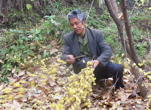 重庆：丰都一农民15年前栽种腊梅 15年后成摇钱树