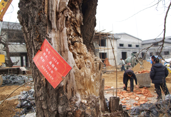 80岁高龄的陈德成老人介绍，这棵标着700年的古桑椹树实际上只有100多年，且被破坏。