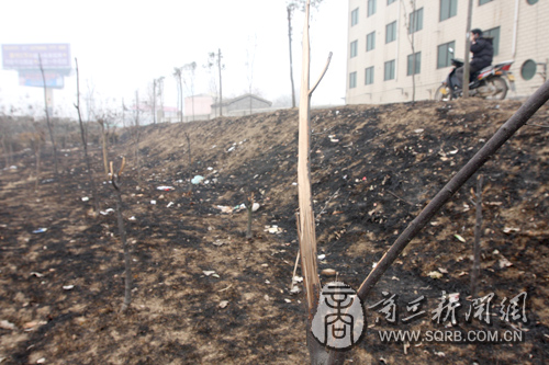 包河草坪上放火 百余绿化树被烧