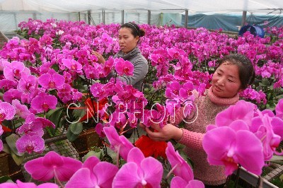 河南开封：寒冬温室鲜花俏（图）