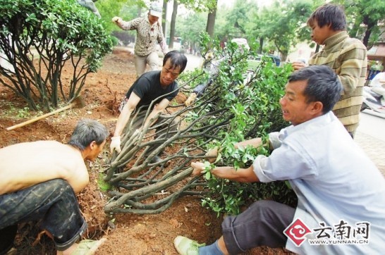 主城区到处都在改造绿化景观