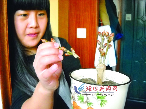 晃动了几下,花枝竟然从主干上掉了下来。