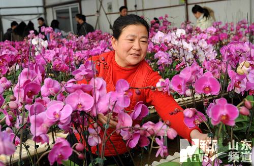 山东：花卉养殖致富农民