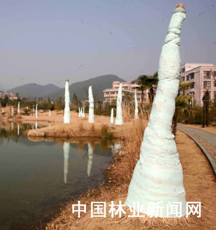 浙江：林学院校园良种基地大树穿“棉衣”