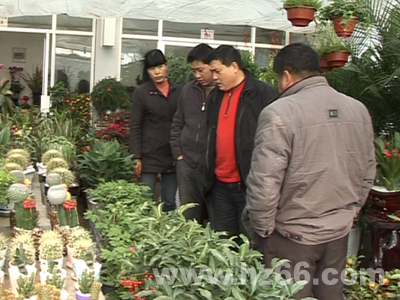 春节已经进入倒计时 湖城的花卉市场逐渐升温