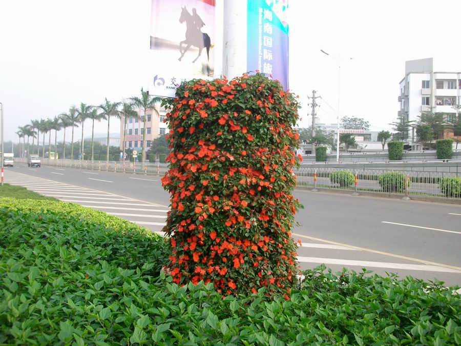 椰城：椰树路灯上"长"鲜花 春节未到节日气氛已浓