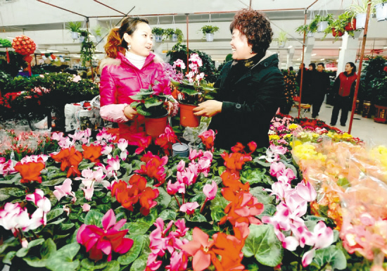 沈阳：花市酝酿春节 "春节当家花"节前有20%上涨空间