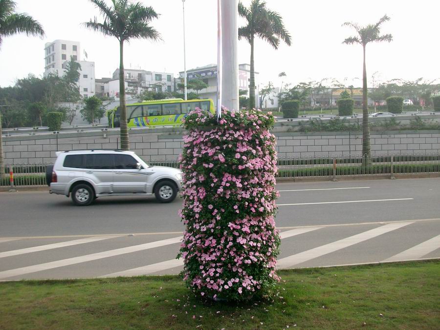 椰城：椰树路灯上"长"鲜花 春节未到节日气氛已浓