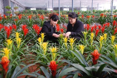 山东：春节将到 鲜花市场一路走俏