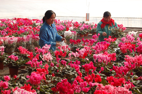 山东：广饶数十万盆鲜花装点春节市场