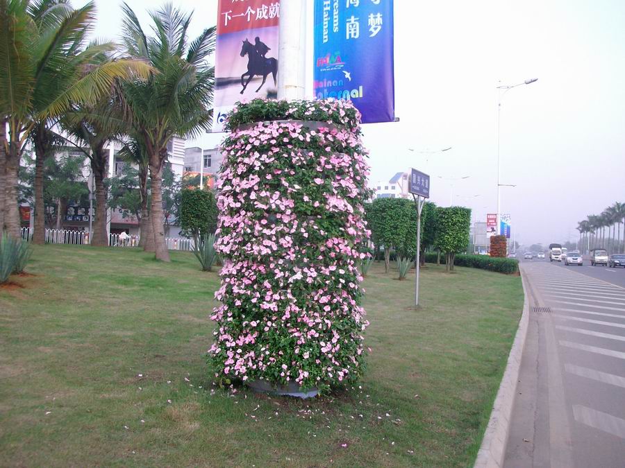 椰城：椰树路灯上"长"鲜花 春节未到节日气氛已浓